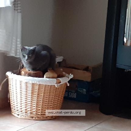 Photo de chat perdu à L Isle Jourdain