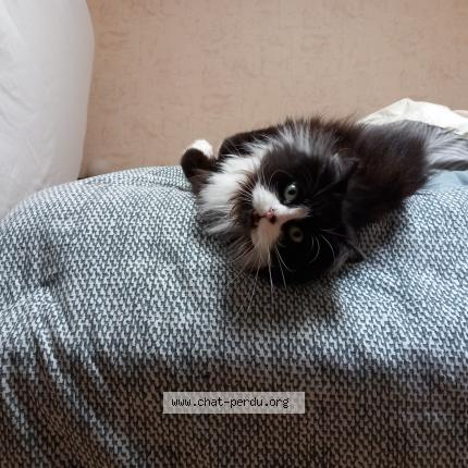 Photo de chat perdu à Sireuil