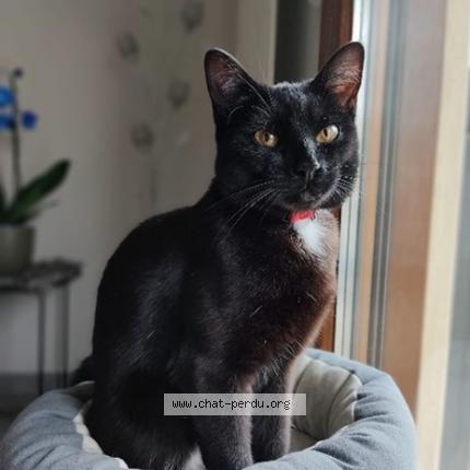 Photo 1/1 Chat retrouvé Perdu à Saint Michel Sur Orge