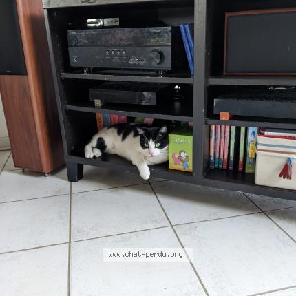 Photo de chat perdu à Saint Laurent Blangy