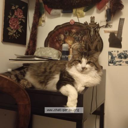 Photo 1/1 Chat retrouvé Perdu à Amiens