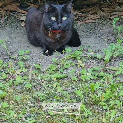 Photo de chat perdu à Beaumont Sur Oise