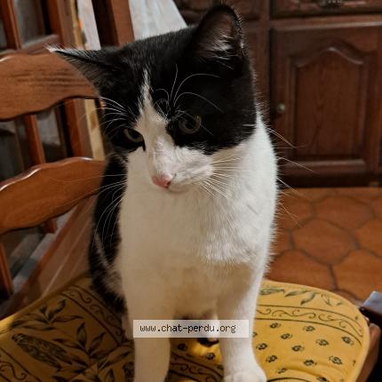 Photo de chat perdu à Cruis