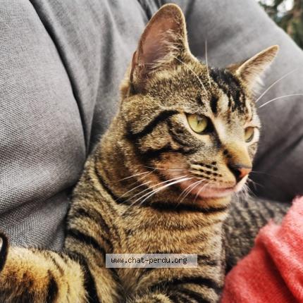 Photo de chat perdu à Barrais Bussolles