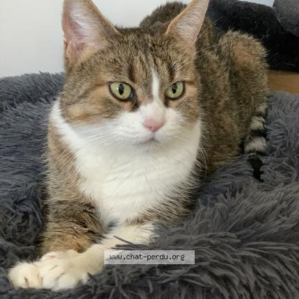 Photo de chat perdu à Cormelles Le Royal