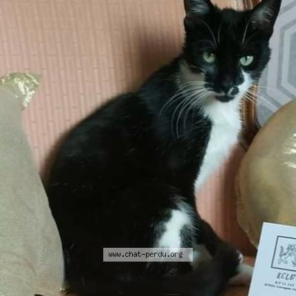 Photo de chat perdu à Limoges