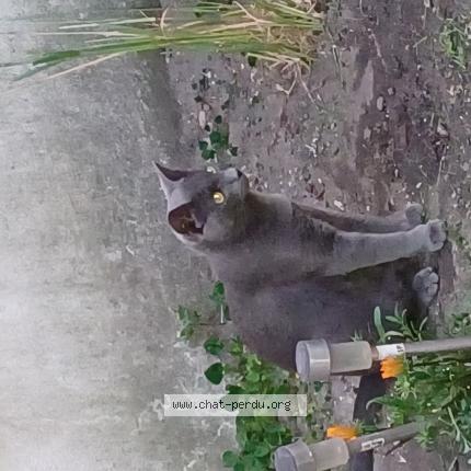 Photo de chat perdu à Bordeaux