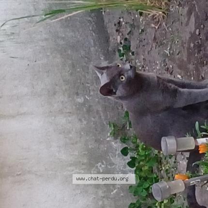 Photo de chat perdu à Bordeaux