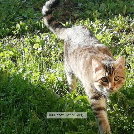 Photo 1/1 Chat retrouvé Perdu à Arveyres