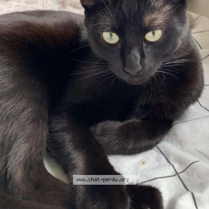 Photo de chat perdu à Le Vigeant