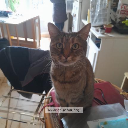 Photo 1/3 Chat retrouvé Perdu à Paris