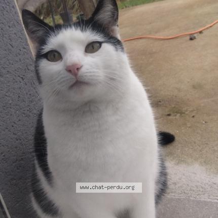 Photo de chat perdu à Montauban De Bretagne