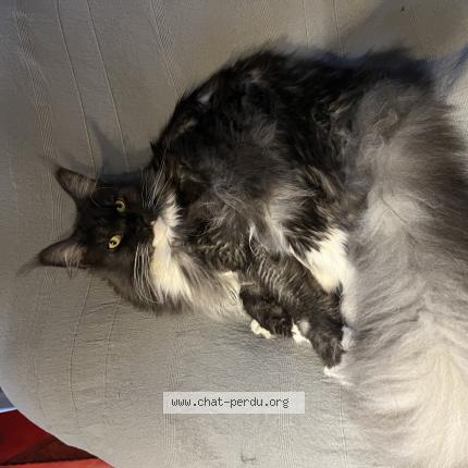 Photo 1/1 Chat retrouvé Perdu à Villiers Sur Morin