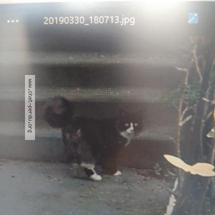 Photo 1/3 Berlioz Chat perdu à Osny