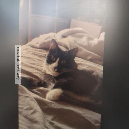 Photo 2/3 Berlioz Chat perdu à Osny