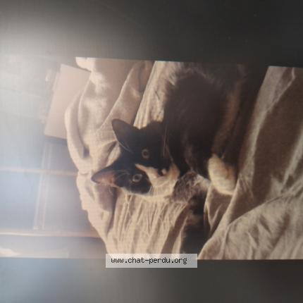 Photo 3/3 Berlioz Chat perdu à Osny