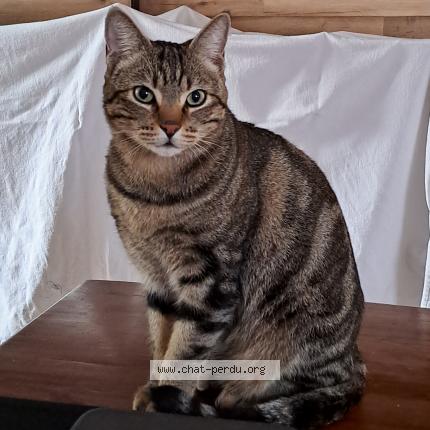 Photo de chat perdu à Bizanos