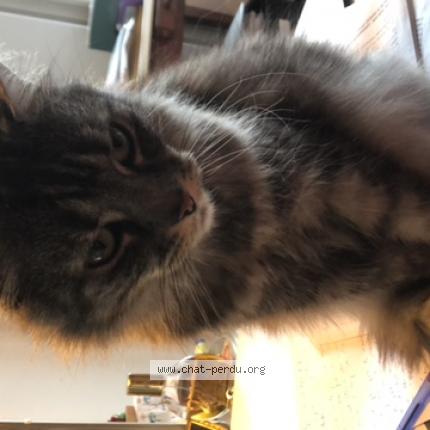 Photo de chat perdu à Fecamp