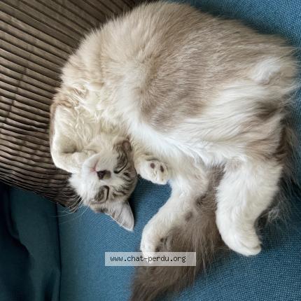 Photo 1/1 Chat retrouvé Perdu à Houilles