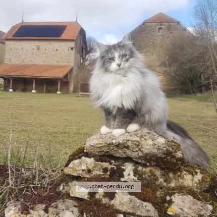 Photo 1/1 Chat retrouvé Perdu à Echannay