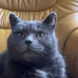 Photo de chat perdu à Servigny Les Raville