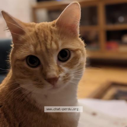 Photo 1/1 Chat retrouvé Perdu à Nomain