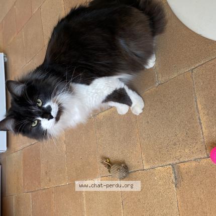 Photo de chat perdu à Savonnieres