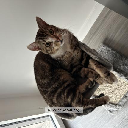 Photo 2/2 Chat retrouvé Perdu à Chavagne