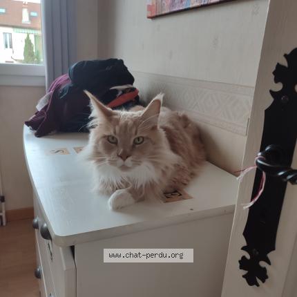 Photo de chat perdu à Dijon