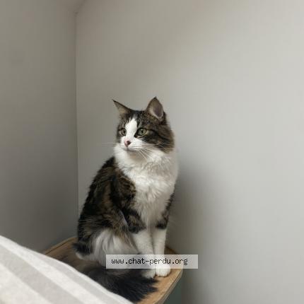 Photo de chat perdu à Ennetieres En Weppes