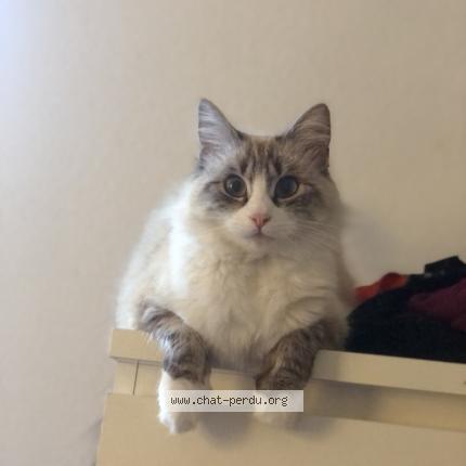 Photo de chat perdu à Seysses