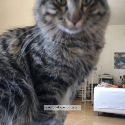 Photo 1/1 Chat retrouvé Perdu à Bayonne