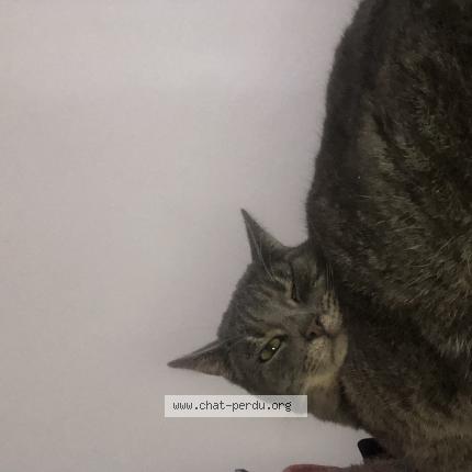 Photo de chat perdu à Marcq En Baroeul