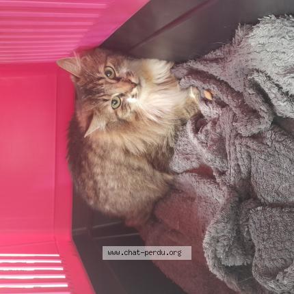 Photo de chat perdu à Brest