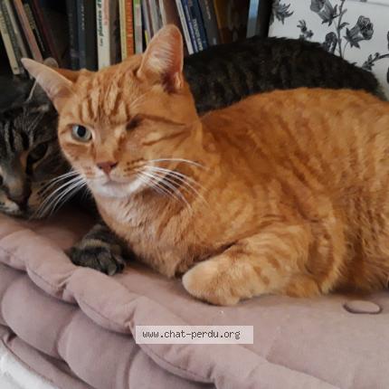 Photo 1/1 Chat retrouvé Perdu à Les Sables D Olonne