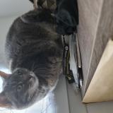 Photo de chat perdu à Rambouillet