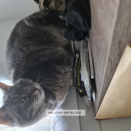 Photo 1/1 Chat retrouvé Perdu à Rambouillet