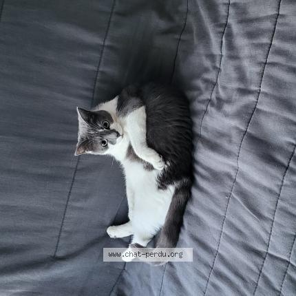 Photo 1/1 Chat retrouvé Perdu à Limetz villez