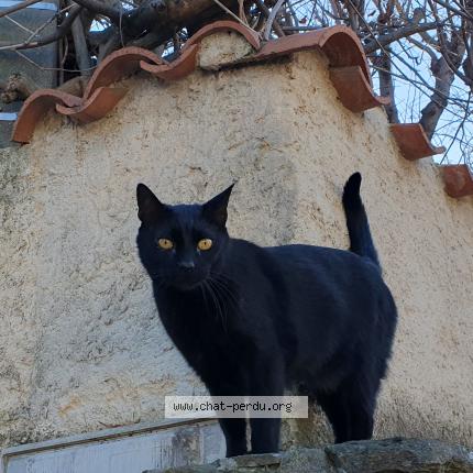 Photo de chat perdu à Toulon