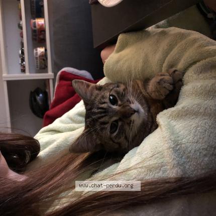 Photo de chat perdu à Saint Brieuc