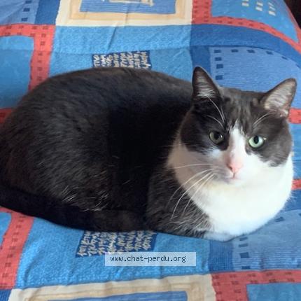 Photo 1/1 Chat retrouvé Perdu à Bourges