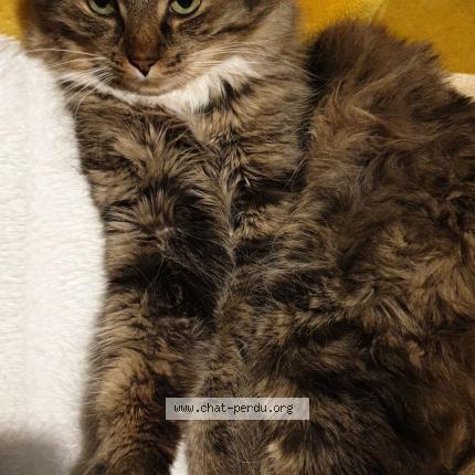 Photo de chat perdu à Poitiers