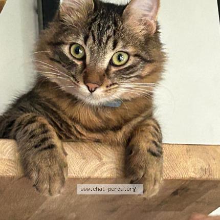 Photo de chat perdu à Ste Foy Les Lyon
