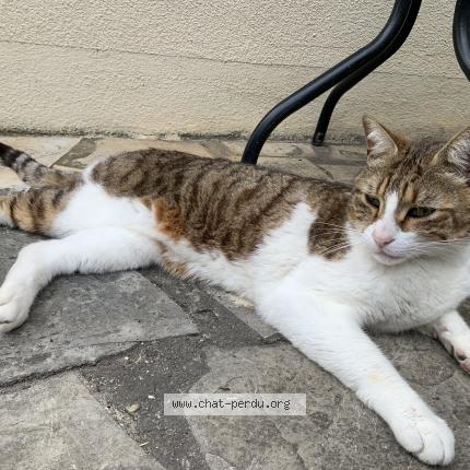 Photo 1/1 Chat retrouvé Trouvé à Merignac