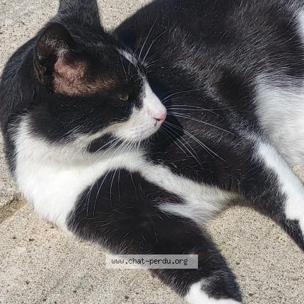 Photo 1/1 Figaro Chat perdu à Sigean