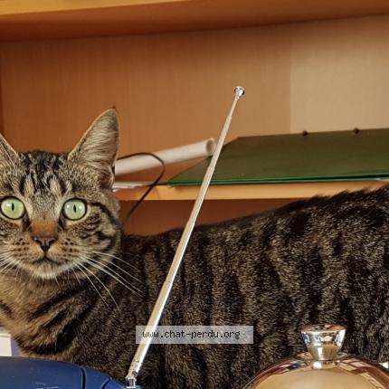 Photo 1/1 Chat retrouvé Perdu à Bonsecours