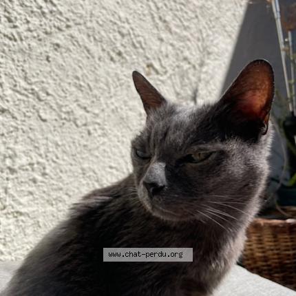 Photo de chat perdu à Carnoux En Provence