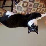 Photo de chat perdu à Campbell River