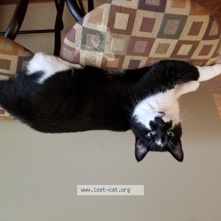 Photo 1/1 Chat retrouvé Perdu à Campbell river