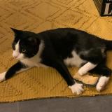 Photo de chat perdu à Villette Sur Ain